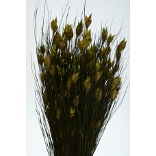 BELL GRASS SHORT 15"-20" Basil- CLOSE OUT- SALE